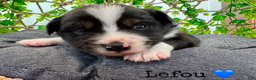 Miniature Australian Shepherd dogs for sale: Lefou - Ad 6