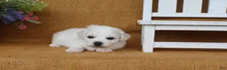 Bichon Frise dogs for sale: Aurora  - Ad 3