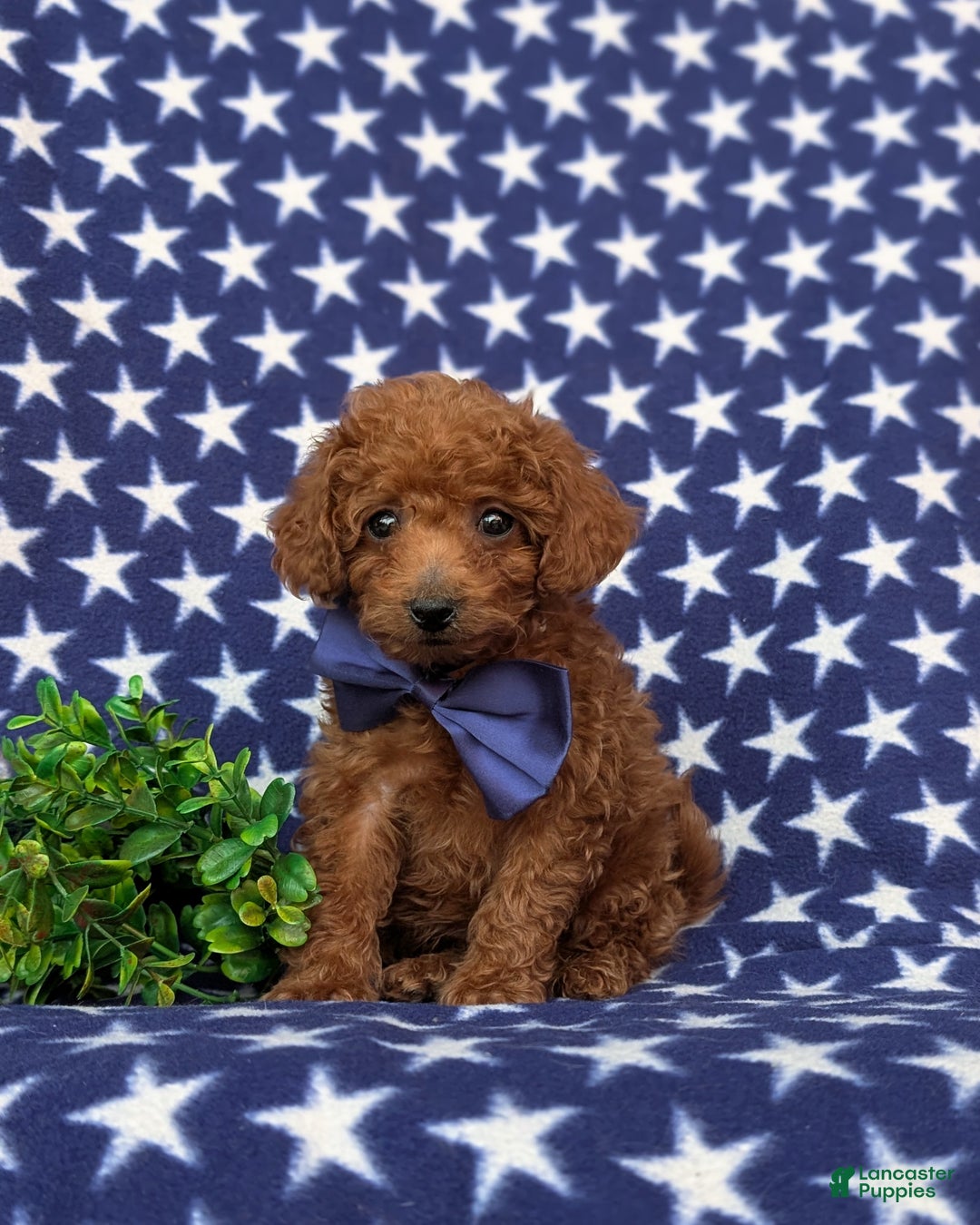 Toy Poodle dogs for sale: Tobias - Ad 3