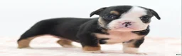 Mixed Breed dogs for sale: Princess  - Ad 31