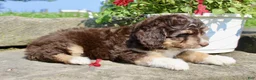 Mini Aussiedoodle dogs for sale: Coco - Ad 6