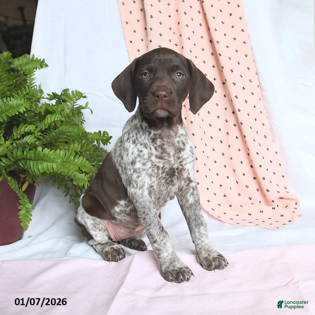 German Shorthaired Pointer dogs for sale: Annie - Ad 2