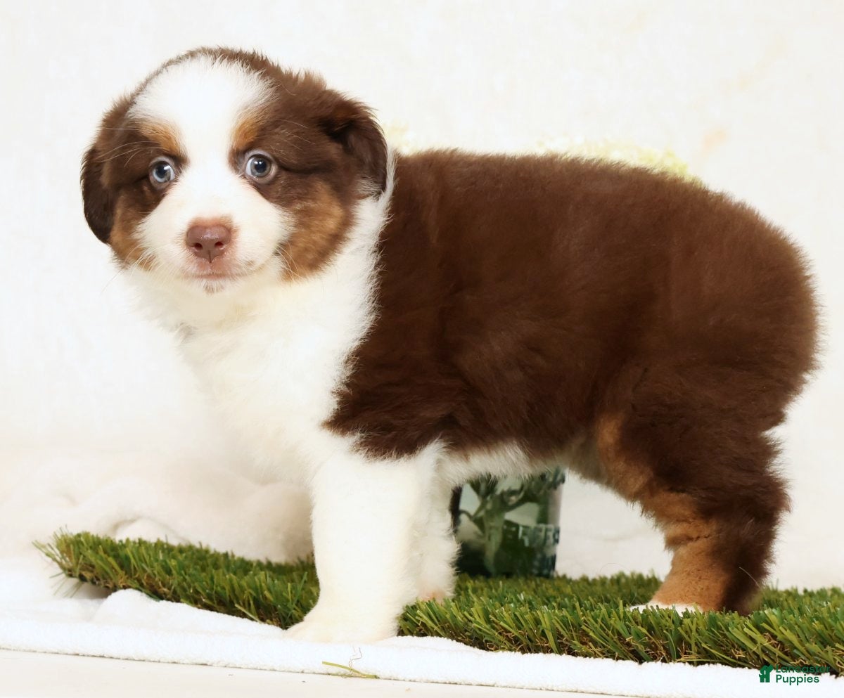 Miniature Australian Shepherd dogs Pepper - Ad 2