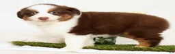 Miniature Australian Shepherd dogs for sale: Pepper - Ad 2
