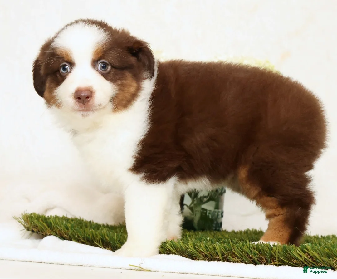 Miniature Australian Shepherd dogs for sale: Pepper - Ad 2
