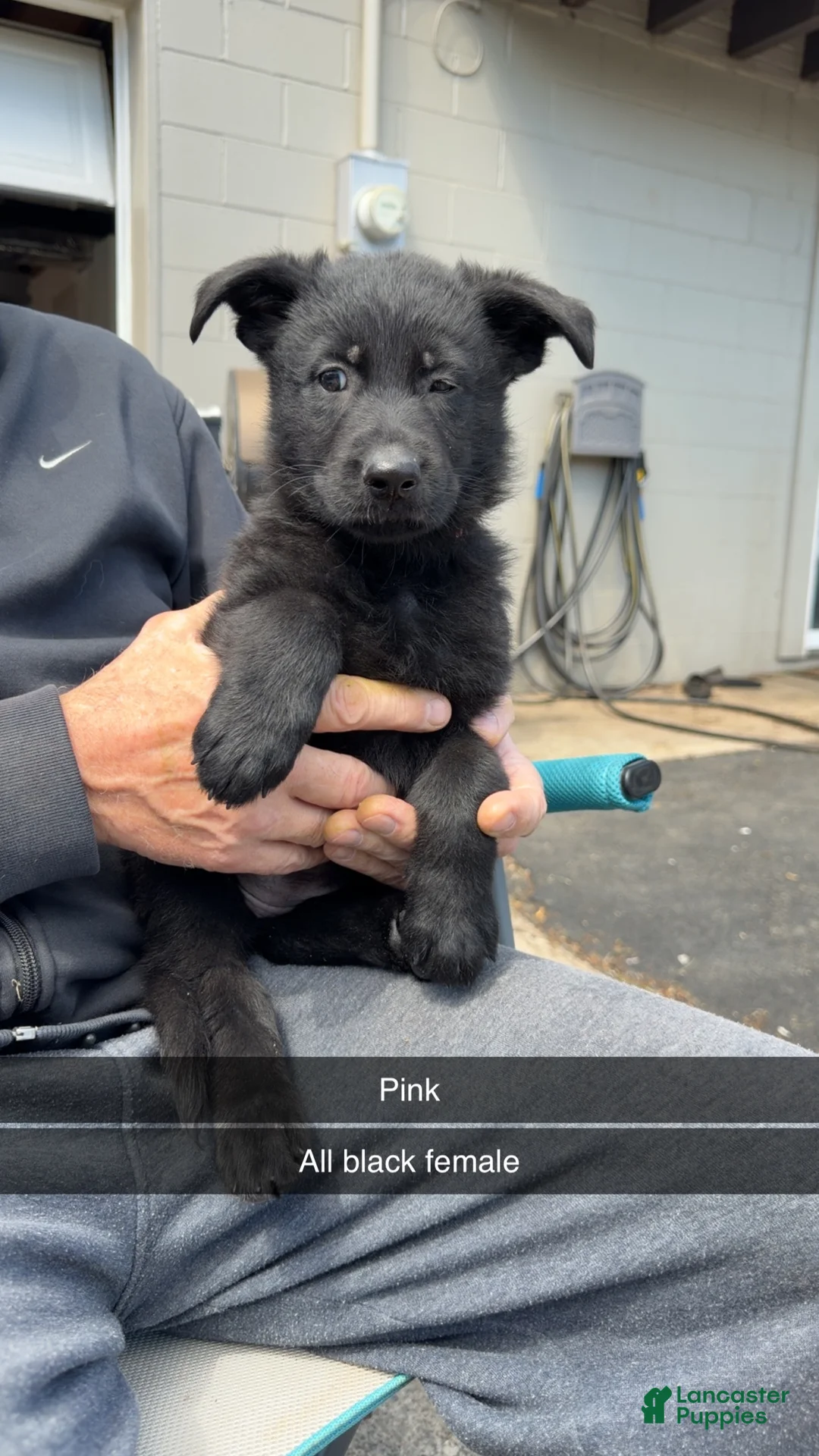 German Shepherd dogs for sale: German Shepherd Puppy 3 - Ad 1