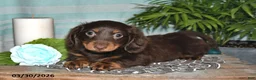 Miniature Dachshund dogs for sale: Cooper - Ad 2