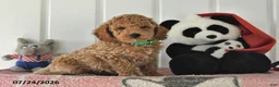 Mini Goldendoodle dogs for sale: Cole - Ad 3