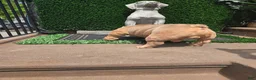 English Bulldog dogs for stud: OPEN FOR STUD - Ad 23