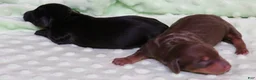 Miniature Dachshund dogs for sale: Buttercup chocolate/tan smooth female - Ad 1