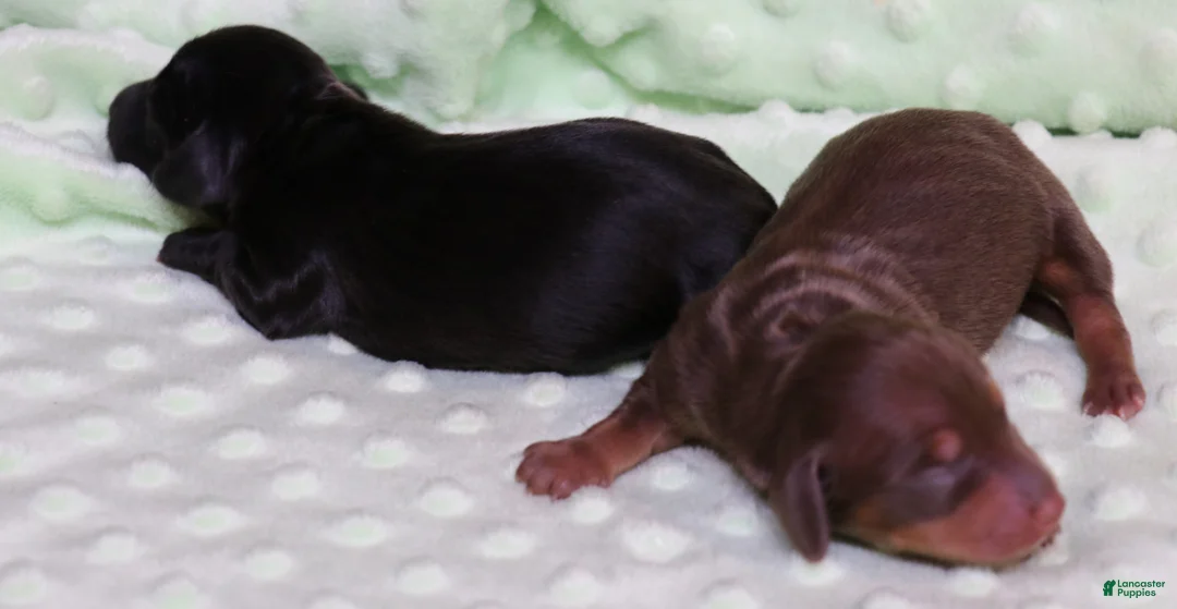 Miniature Dachshund dogs for sale: Buttercup chocolate/tan smooth female - Ad 1