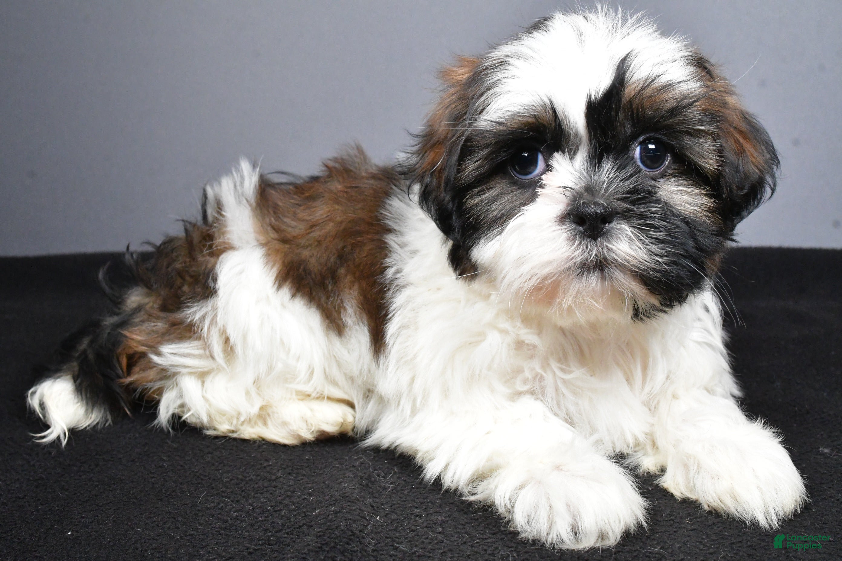 Shih Tzu dogs Gina - Ad 2