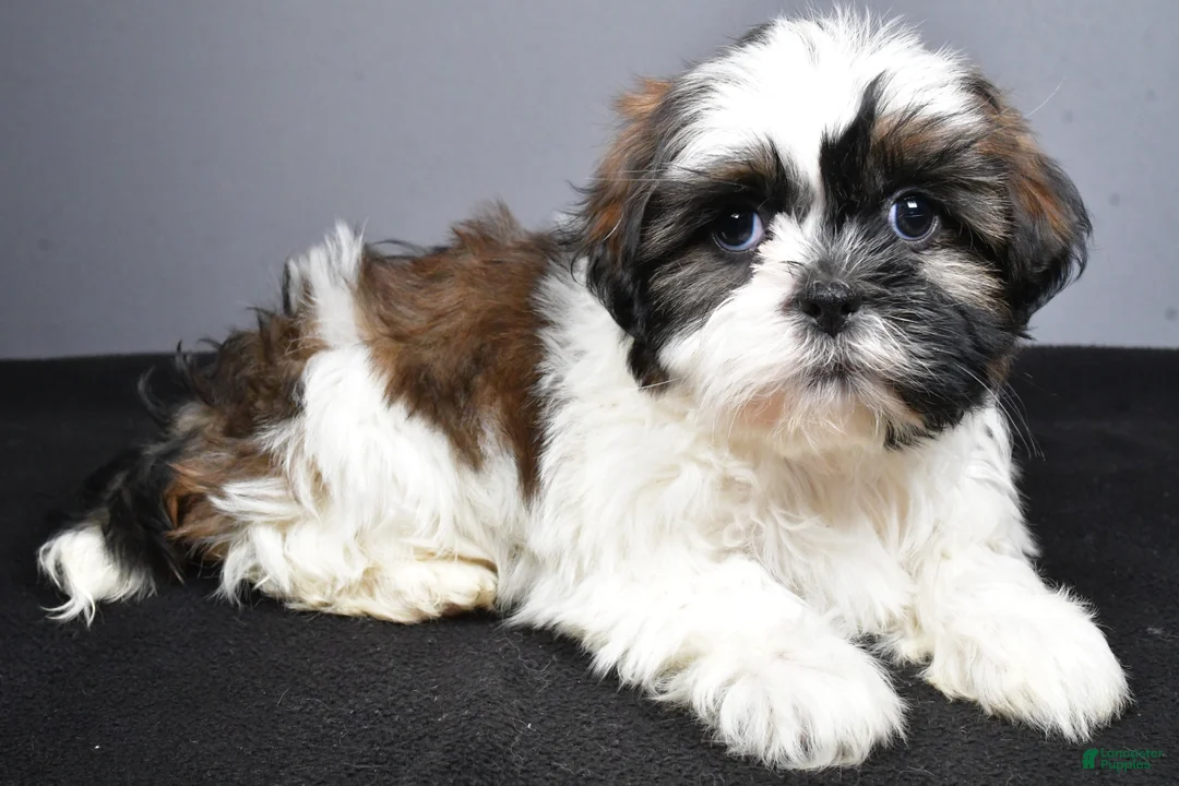 Shih Tzu dogs for sale: Gina - Ad 2