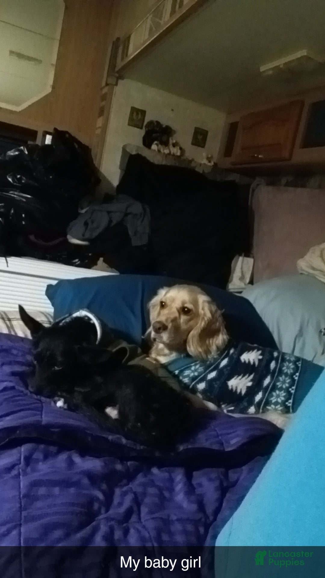 Mixed Breed dogs for sale: Mixed Breed Puppy 2 - Ad 3