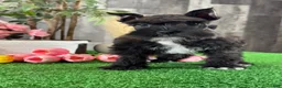 Miniature Schnauzer dogs for sale: Kona - Ad 4