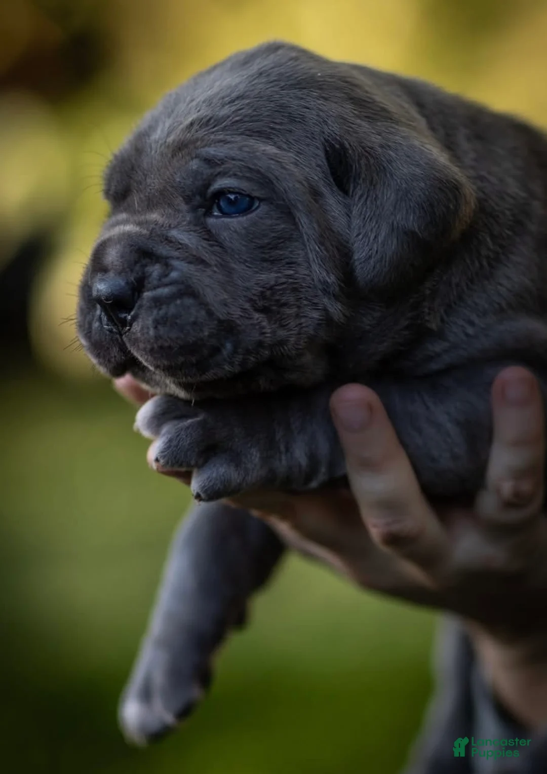 Cane Corso dogs for sale: Midnight Groove’s Love’s Takes Over- Chanté - Ad 2
