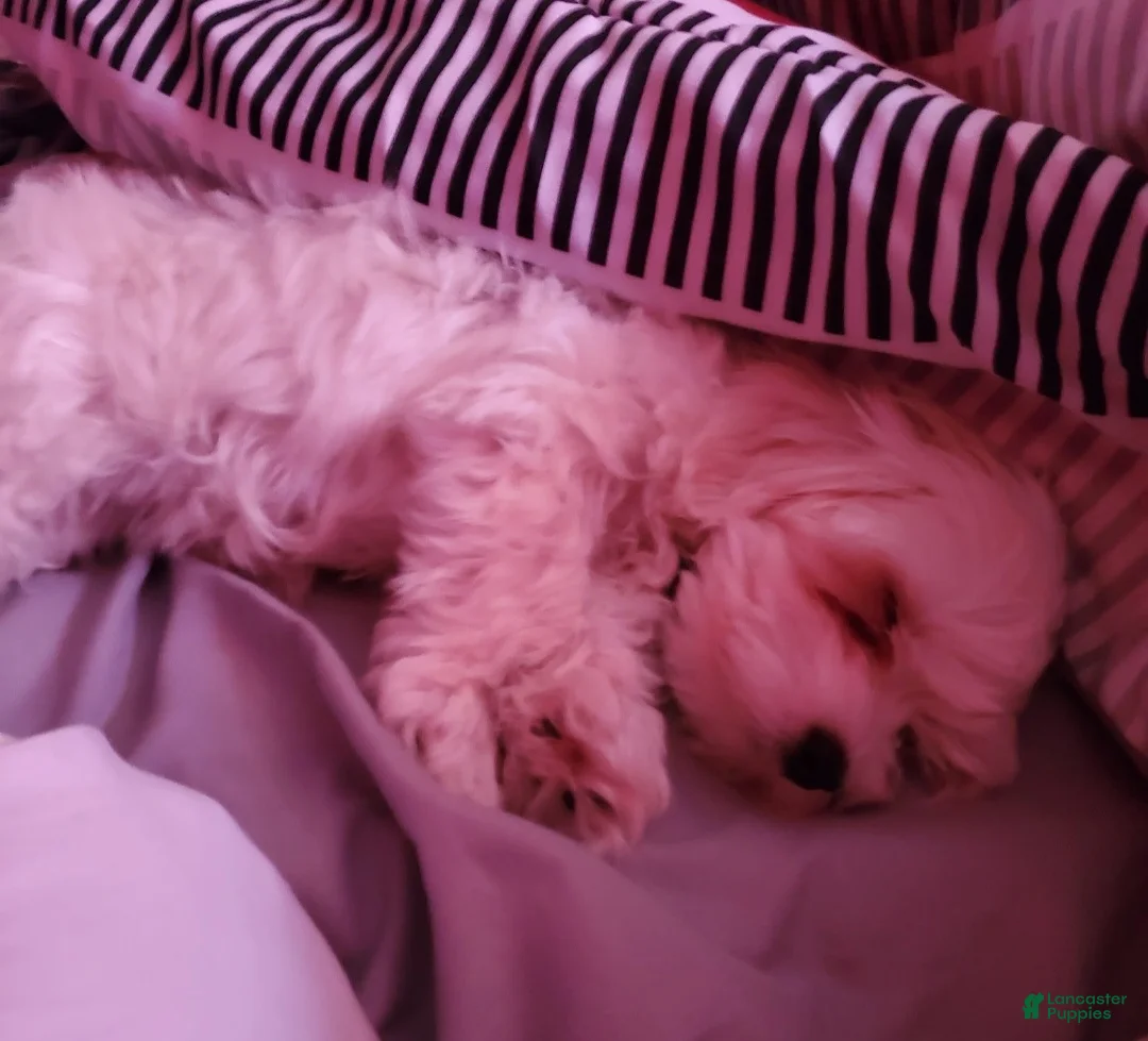 Maltese dogs for sale: Maria - Ad 2