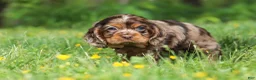 Cocker Spaniel dogs for sale: Blair - Ad 5