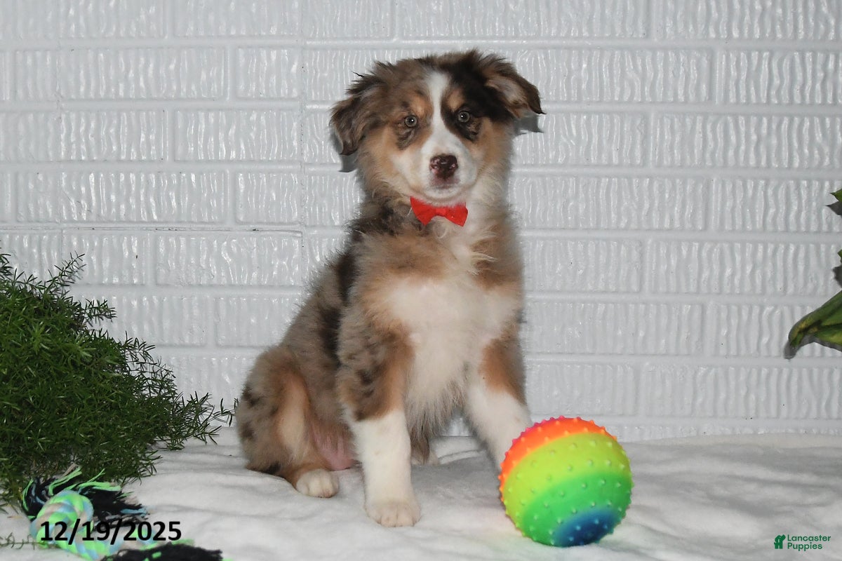 Australian Shepherd dogs Corabelle - Ad 16