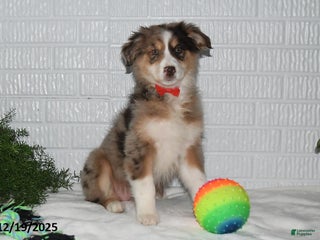 Australian Shepherd dogs Corabelle - Ad 16