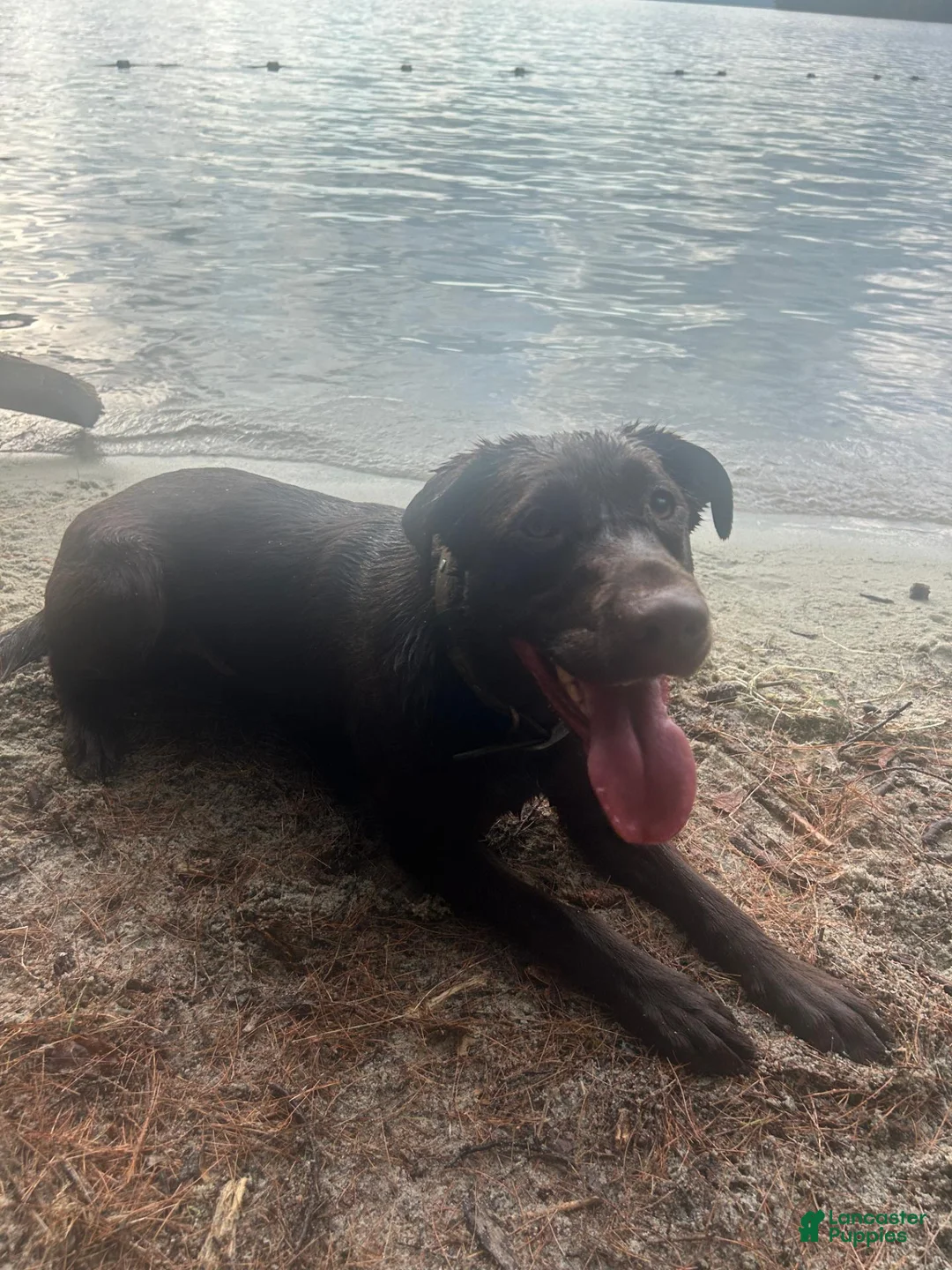 Labrador Retriever dogs for sale: Ricky - Ad 6