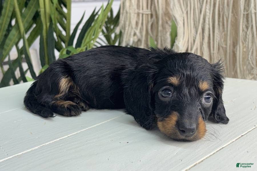 Miniature Dachshund dogs for sale: Amy - Ad 2