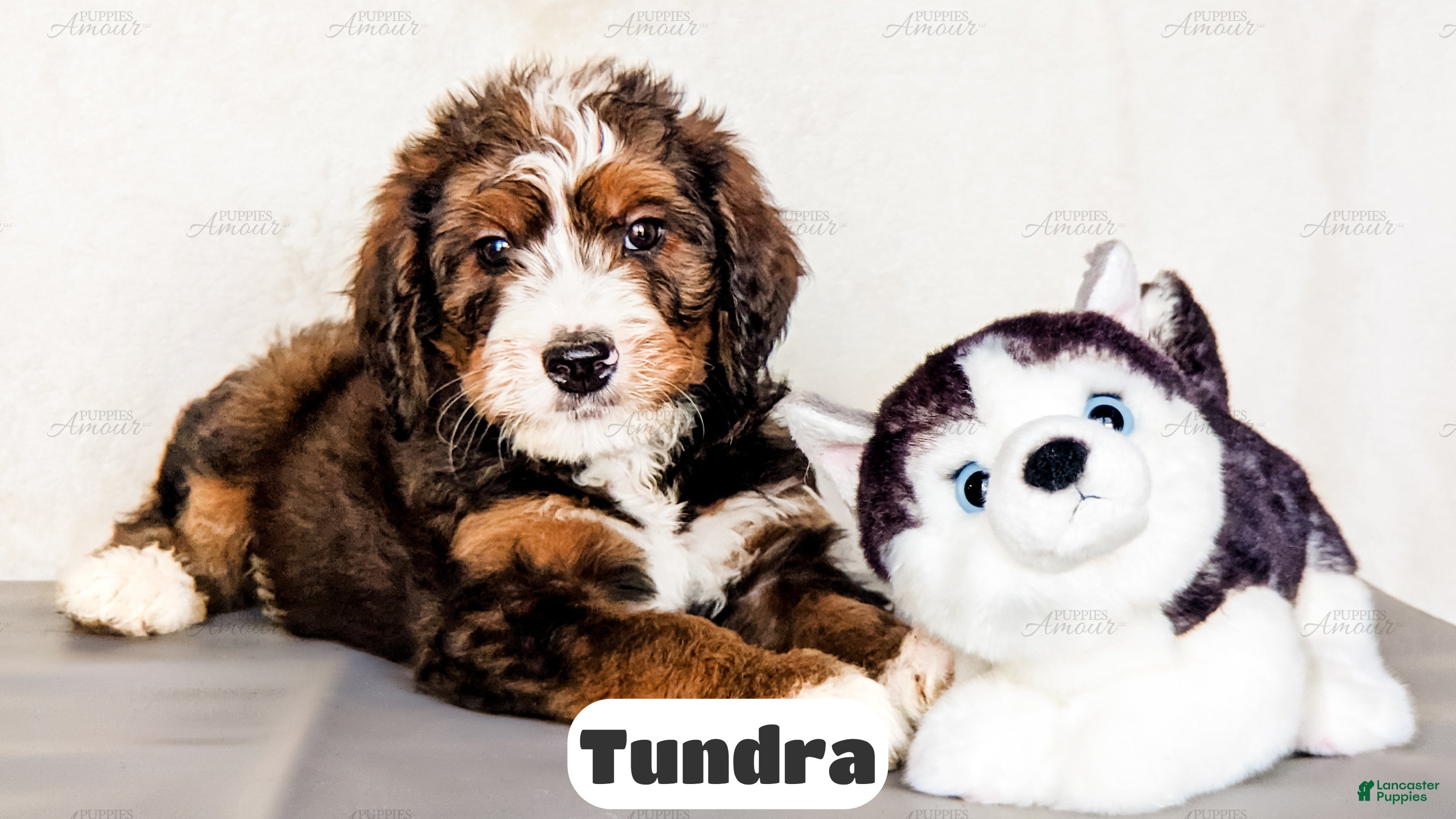 Bernedoodle dogs Tundra - Ad 1
