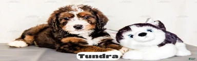 Tundra