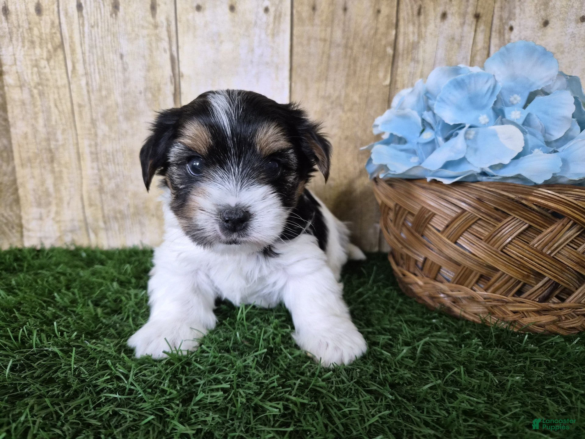 Yorkshire Terrier dogs Milo - Ad 2