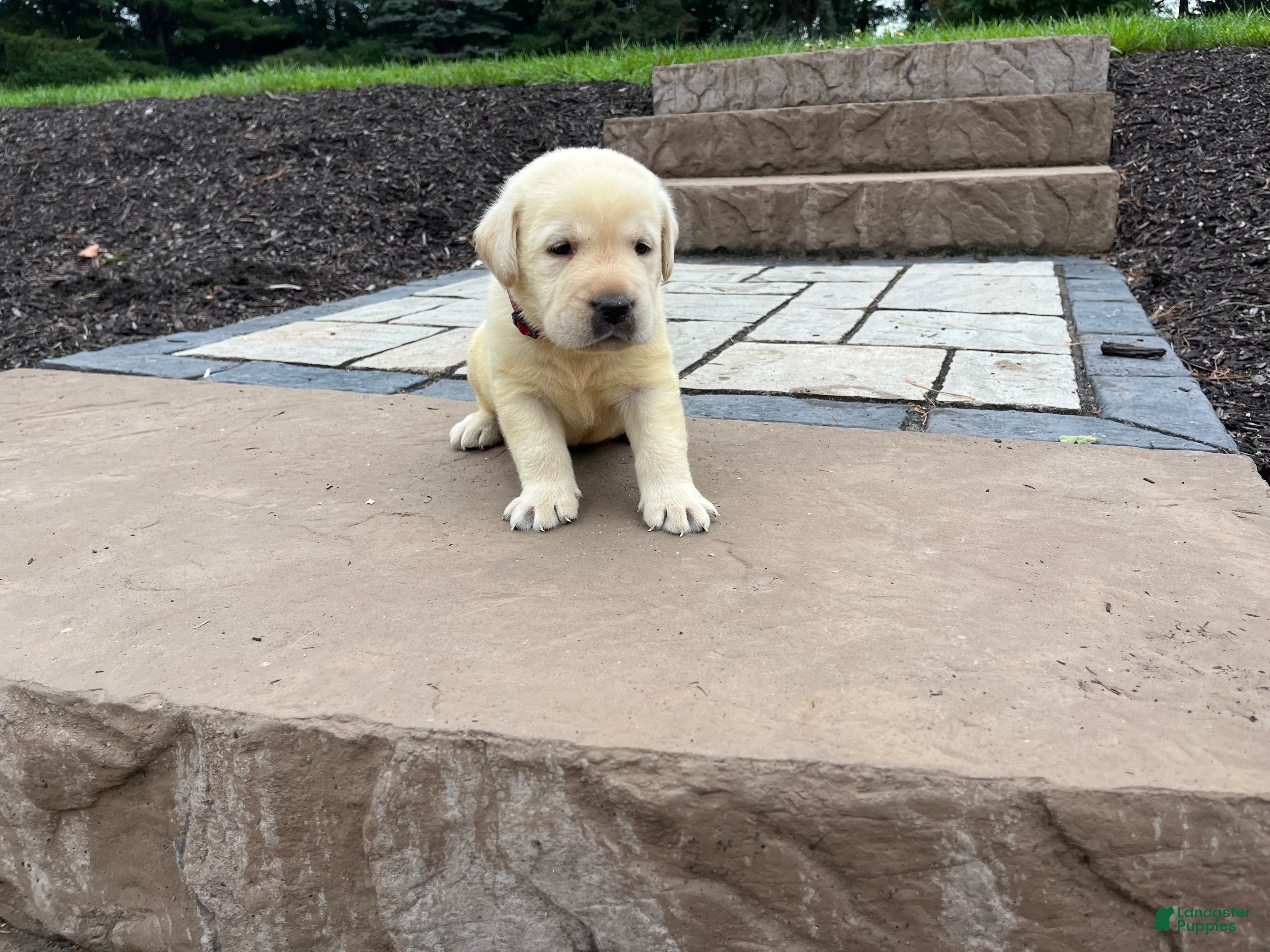 Labrador Retriever dogs Oscar - Ad 1