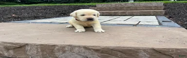 Oscar