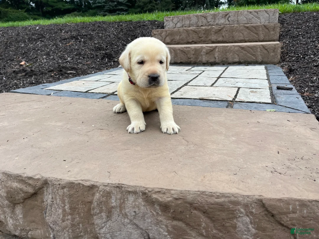 Labrador Retriever dogs for sale: Oscar - Ad 1
