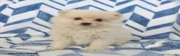 Pomeranian dogs for sale: Bingo - Ad 3