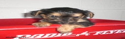 Yorkiepoo dogs for sale: Theo - Ad 18