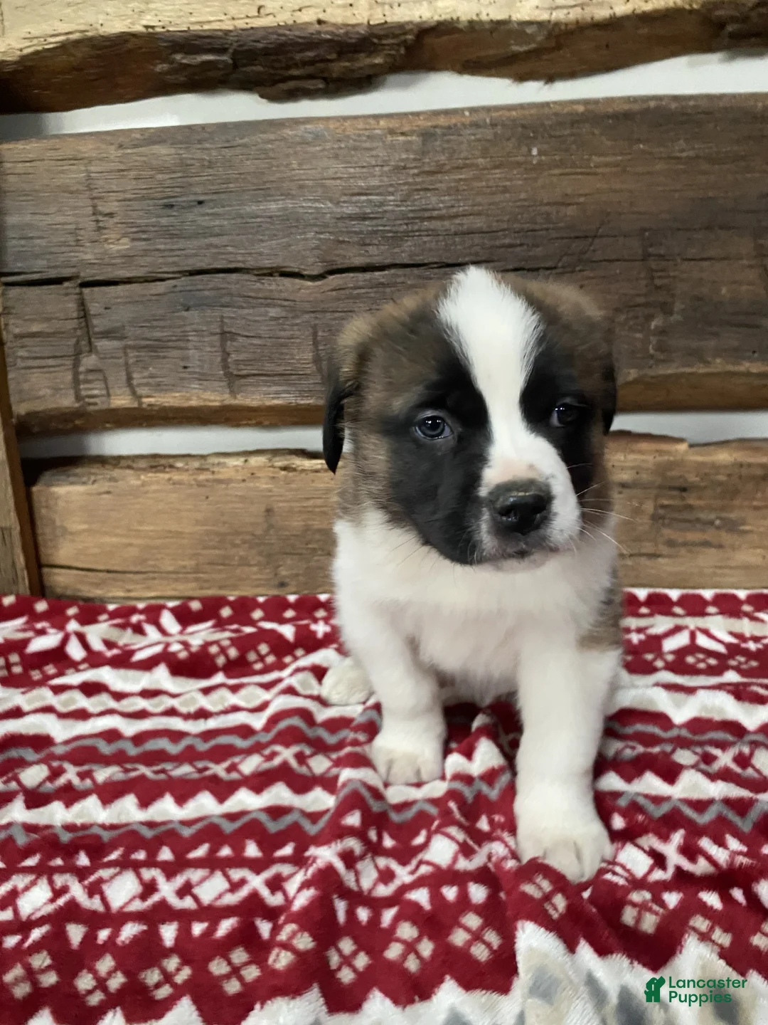 Saint Bernard dogs for sale: WILLOW - Ad 3