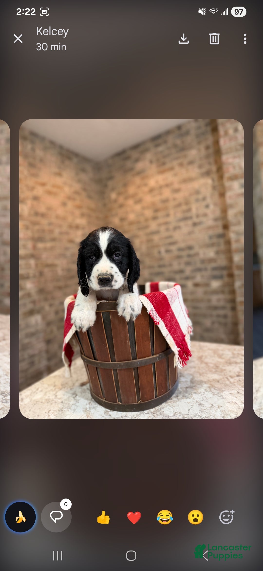 English Springer Spaniel dogs English Springer Spaniel Puppy 4 - Ad 1