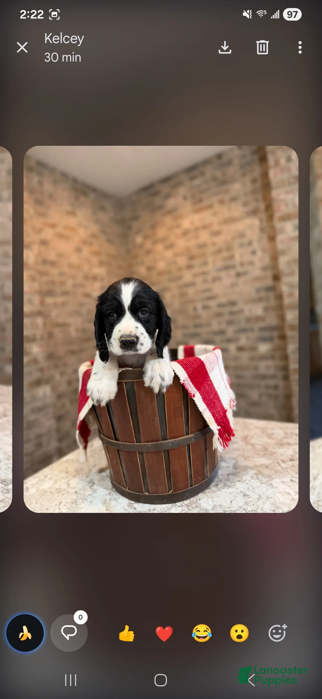 English Springer Spaniel dogs for sale: English Springer Spaniel Puppy 4 - Ad 1