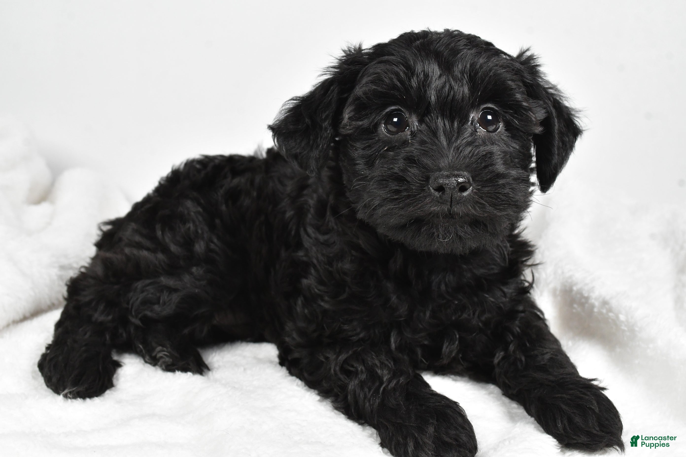 Mixed Breed dogs Clover - Ad 16