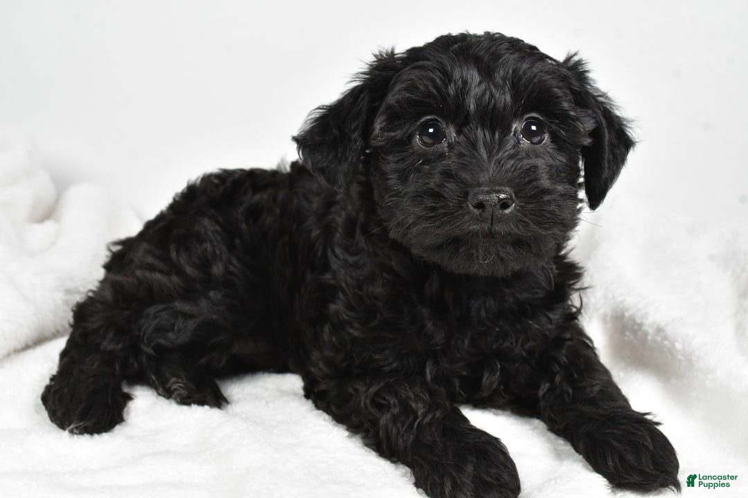 Mixed Breed dogs for sale: Clover - Ad 1