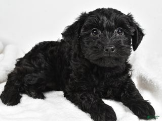 Mixed Breed dogs Clover - Ad 22