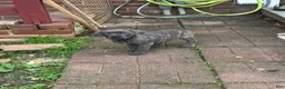 Cane Corso dogs for sale: Prima  - Ad 11