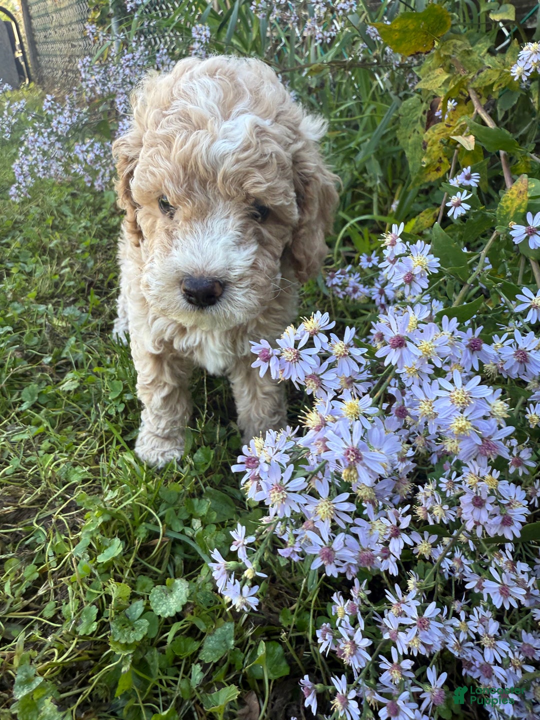 Mixed Breed dogs for sale: Mixed Breed Puppy 1 - Ad 2