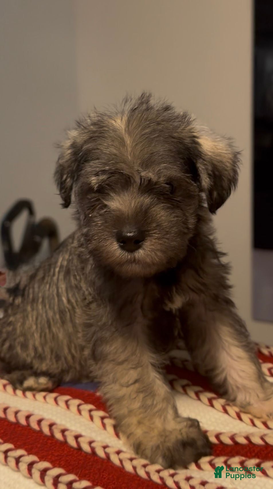 Miniature Schnauzer dogs Miniature Schnauzer 3 - Ad 12