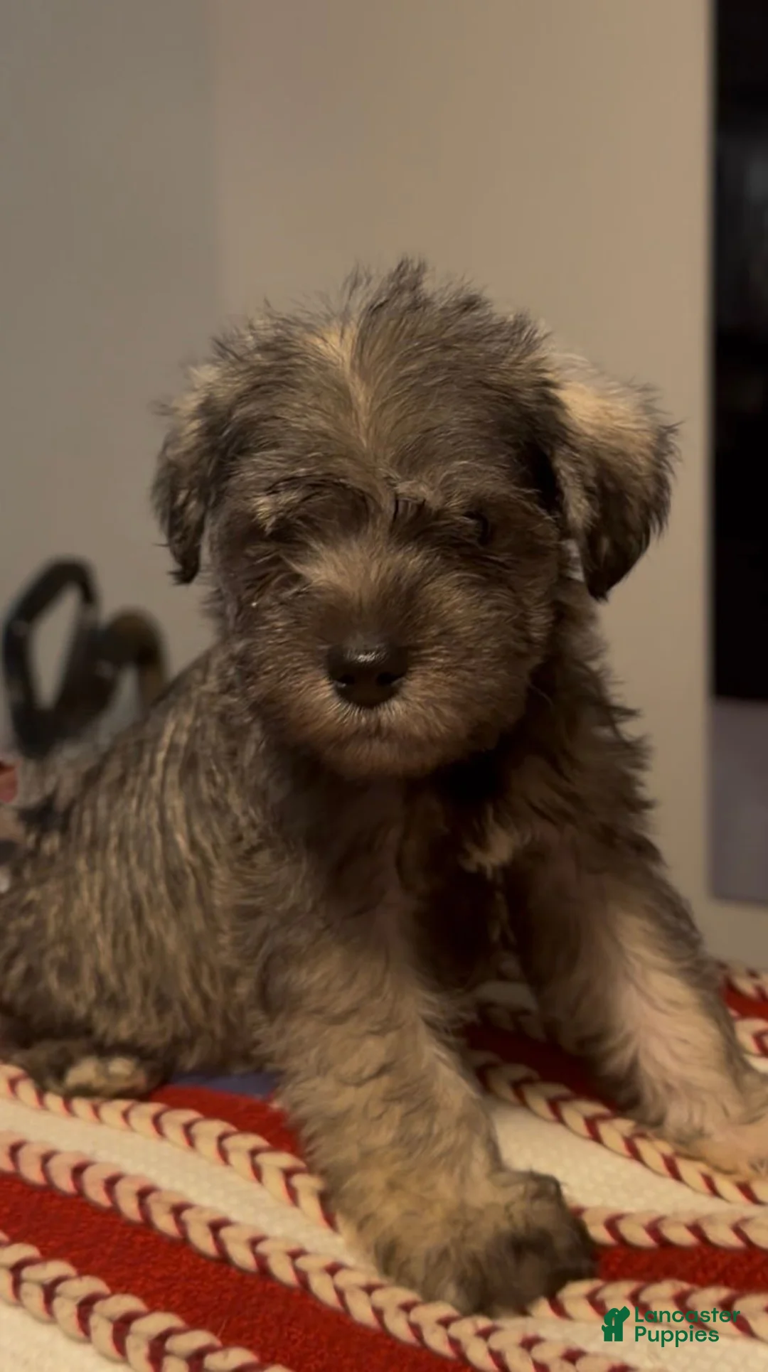 Miniature Schnauzer dogs for sale: Miniature Schnauzer 3 - Ad 1
