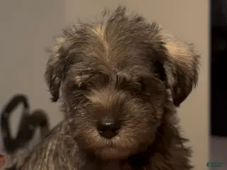 Miniature Schnauzer dogs Miniature Schnauzer 3 - Ad 12