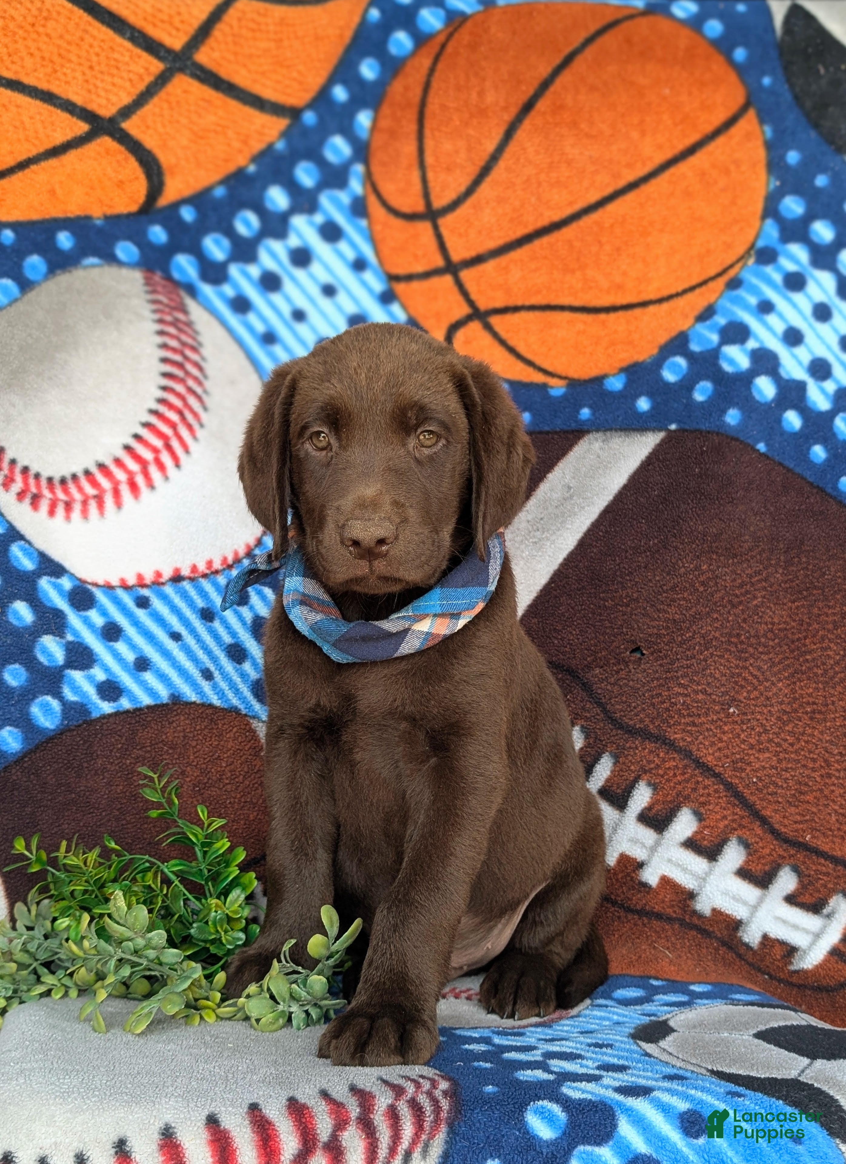 Labrador Retriever dogs Walton - Ad 1