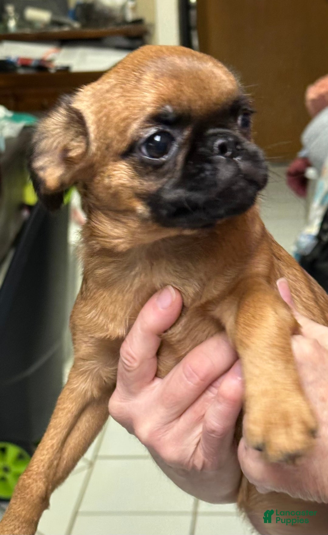 Brussels Griffon dogs for sale: Taffy - Ad 7