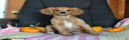 Cavapoo dogs for sale: Lissa - Ad 4