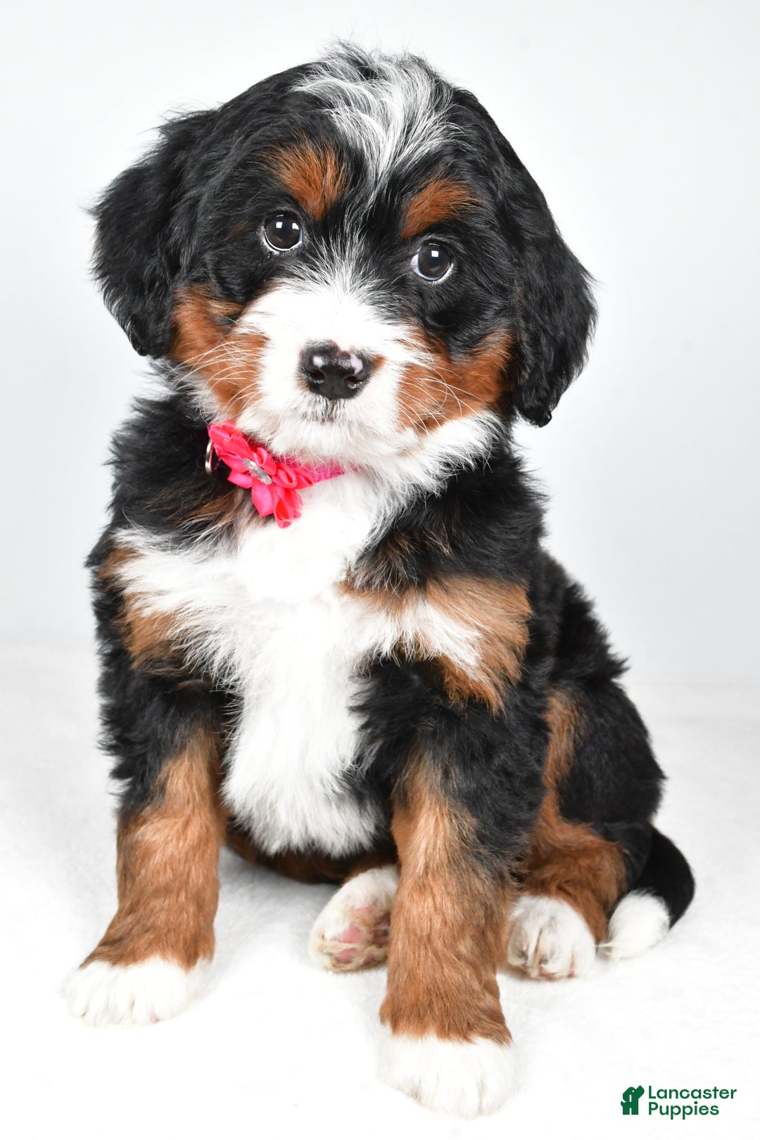 Mini Bernedoodle dogs for sale: Annabell - Ad 6