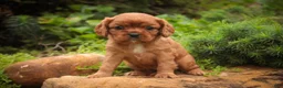 Cavalier King Charles Spaniel dogs for sale: Poppy Cavalier King Charles Spaniel - Ad 16